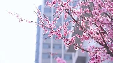 4k实拍唯美春日风光盛开的桃花风光空镜头视频的预览图